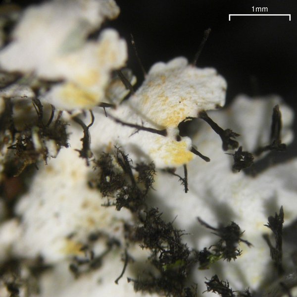 Heterodermia neglecta