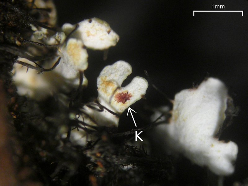 Heterodermia neglecta