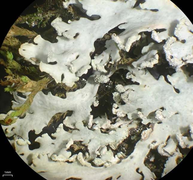 Heterodermia neglecta