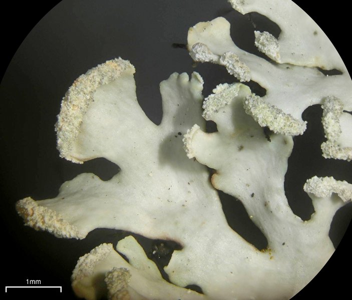 Heterodermia neglecta
