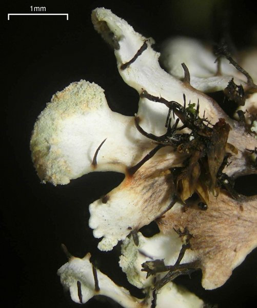 Heterodermia neglecta