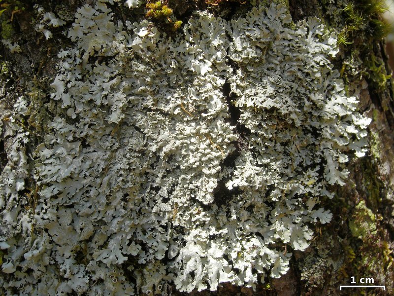 Heterodermia neglecta