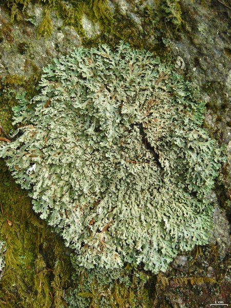 Heterodermia neglecta