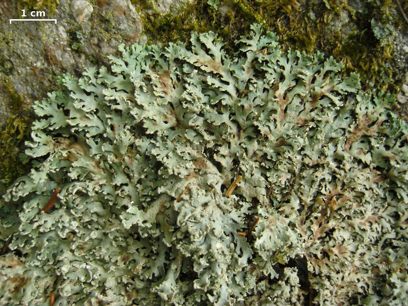 Heterodermia neglecta