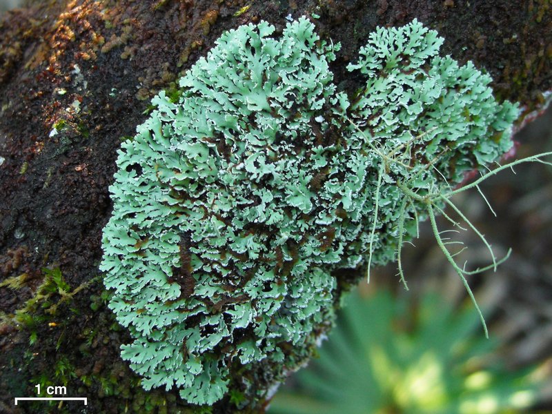 Heterodermia neglecta