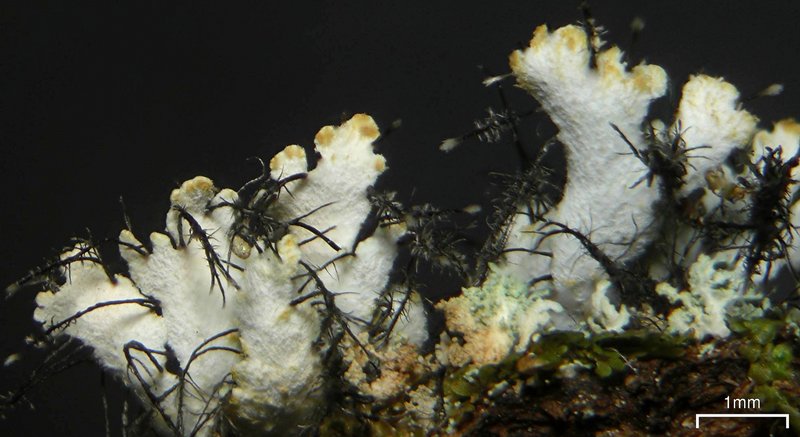 Heterodermia neglecta