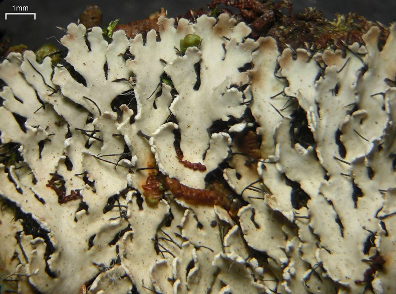 Heterodermia neglecta