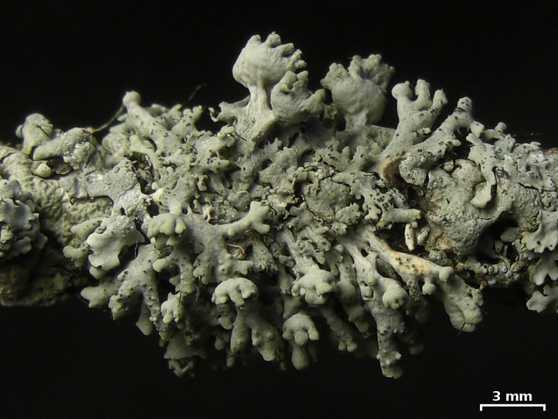 Heterodermia podocarpa