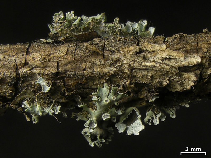 Heterodermia podocarpa