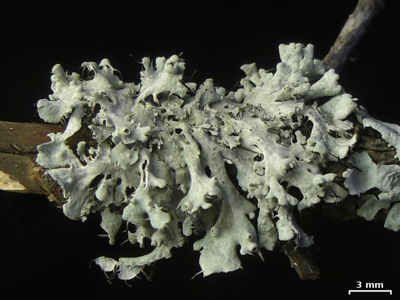 Heterodermia podocarpa