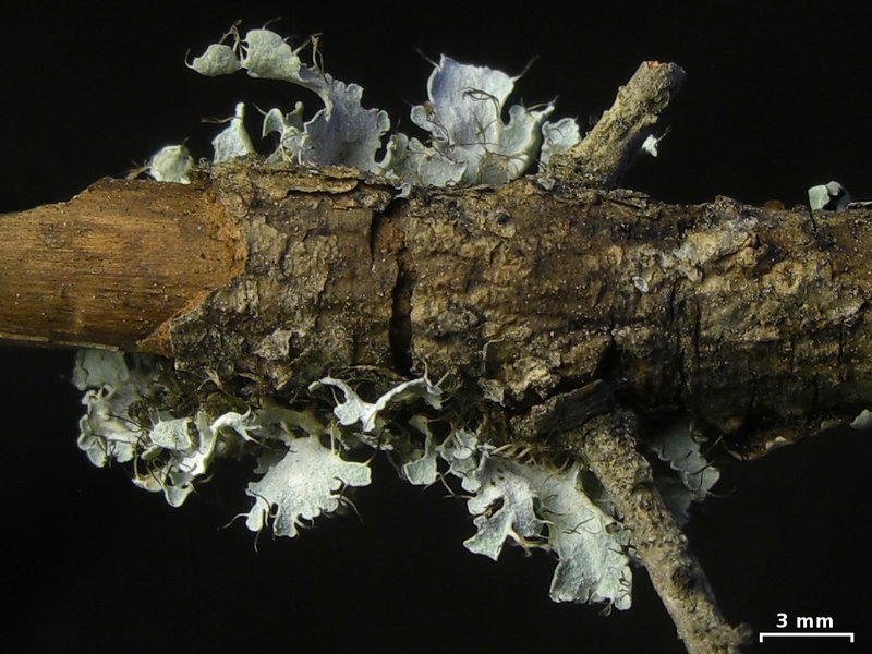 Heterodermia podocarpa