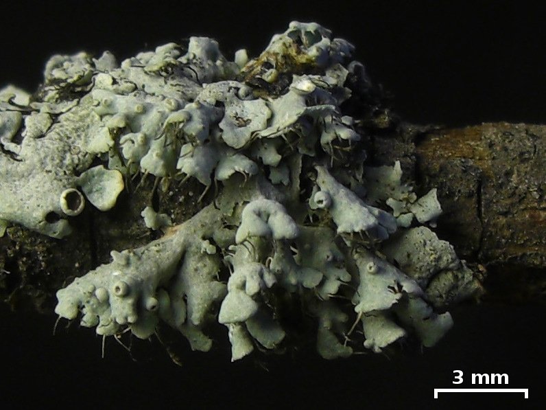 Heterodermia podocarpa