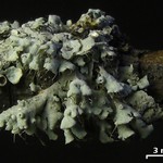 Heterodermia podocarpa