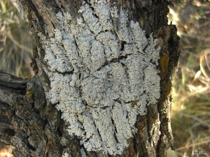 Heterodermia rugulosa