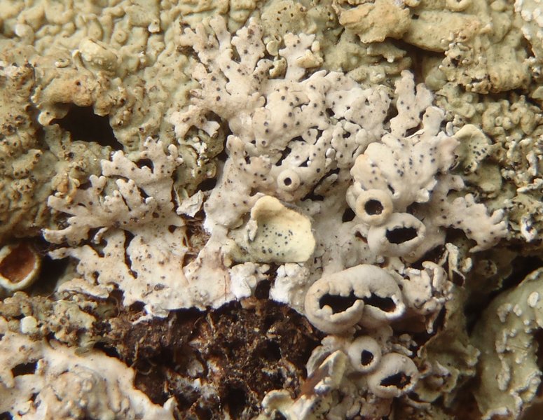 Heterodermia rugulosa
