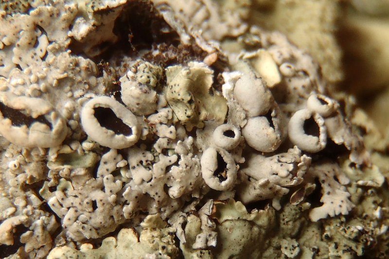 Heterodermia rugulosa