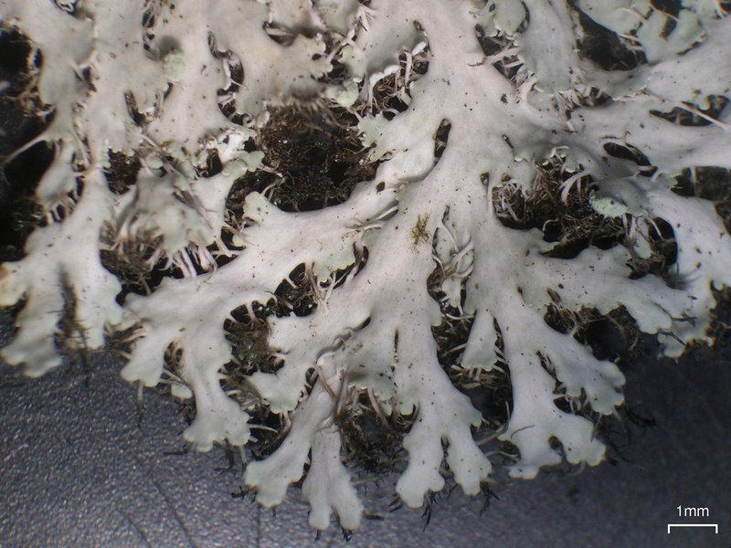 Heterodermia speciosa