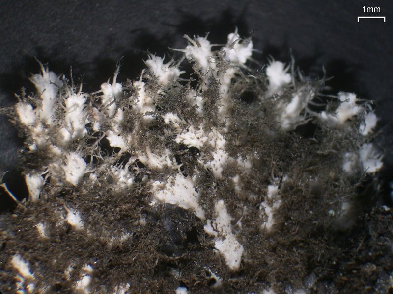 Heterodermia speciosa
