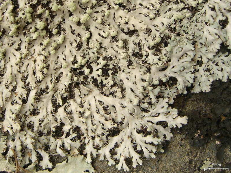 Heterodermia speciosa