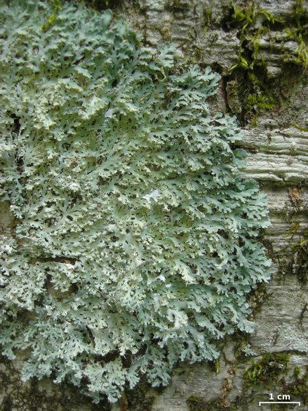 Heterodermia speciosa