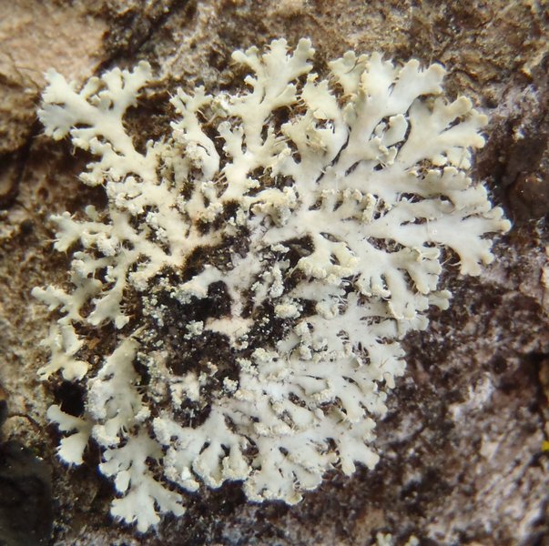 Heterodermia speciosa