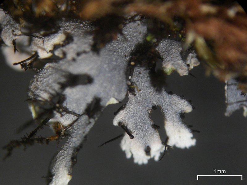 Heterodermia squamulosa