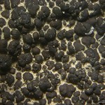 Heteroplacidium congestum