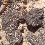 Heteroplacidium congestum