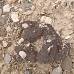 Heteroplacidium congestum