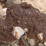 Heteroplacidium congestum