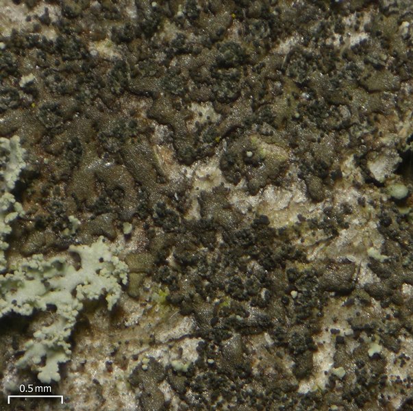 Hyperphyscia adglutinata