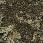 Hyperphyscia adglutinata