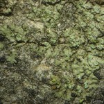 Hyperphyscia adglutinata