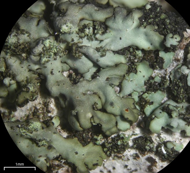 Hyperphyscia minor