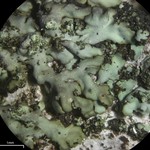 Hyperphyscia minor