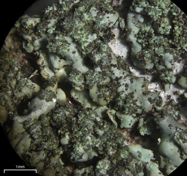 Hyperphyscia minor