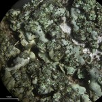 Hyperphyscia minor