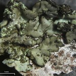 Hyperphyscia minor