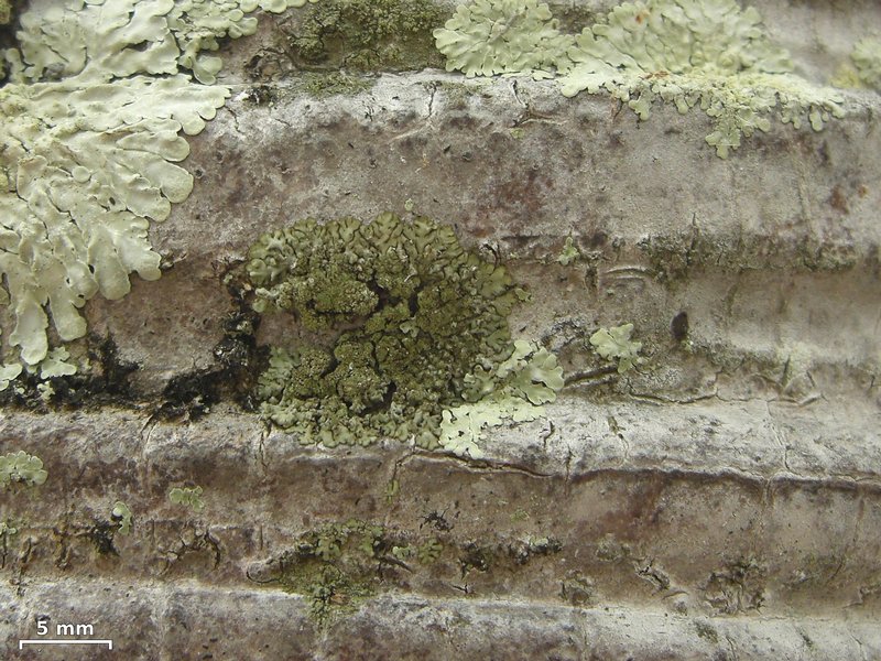 Hyperphyscia minor