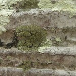Hyperphyscia minor