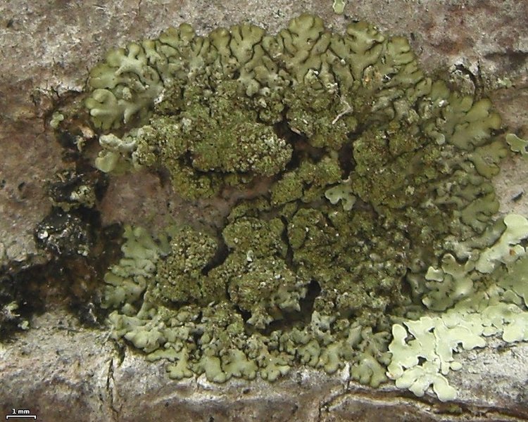 Hyperphyscia minor