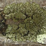 Hyperphyscia minor