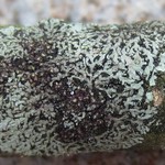 Hyperphyscia minor