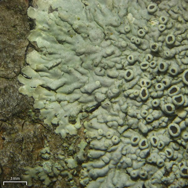 Hyperphyscia syncolla