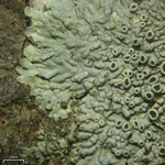 Hyperphyscia syncolla