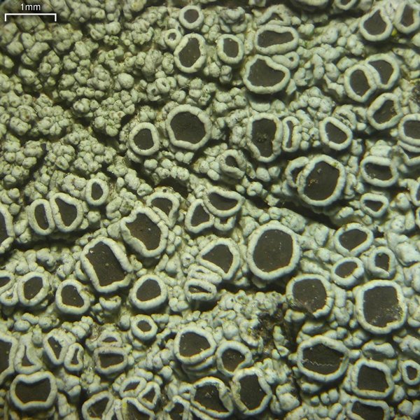 Hyperphyscia syncolla