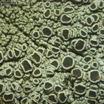 Hyperphyscia syncolla