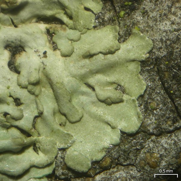 Hyperphyscia syncolla