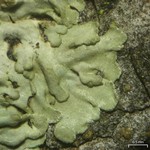 Hyperphyscia syncolla