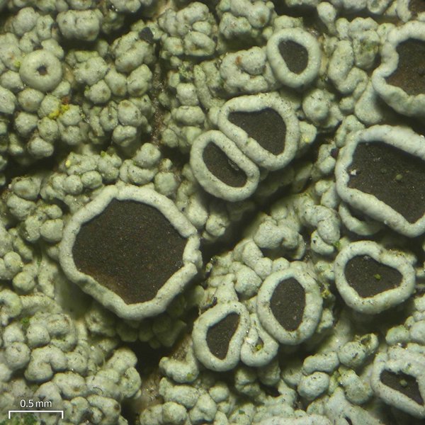Hyperphyscia syncolla